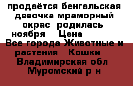 продаётся бенгальская девочка(мраморный окрас).родилась 5ноября, › Цена ­ 8 000 - Все города Животные и растения » Кошки   . Владимирская обл.,Муромский р-н